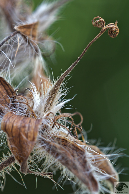  MG 3633 welke Blumen